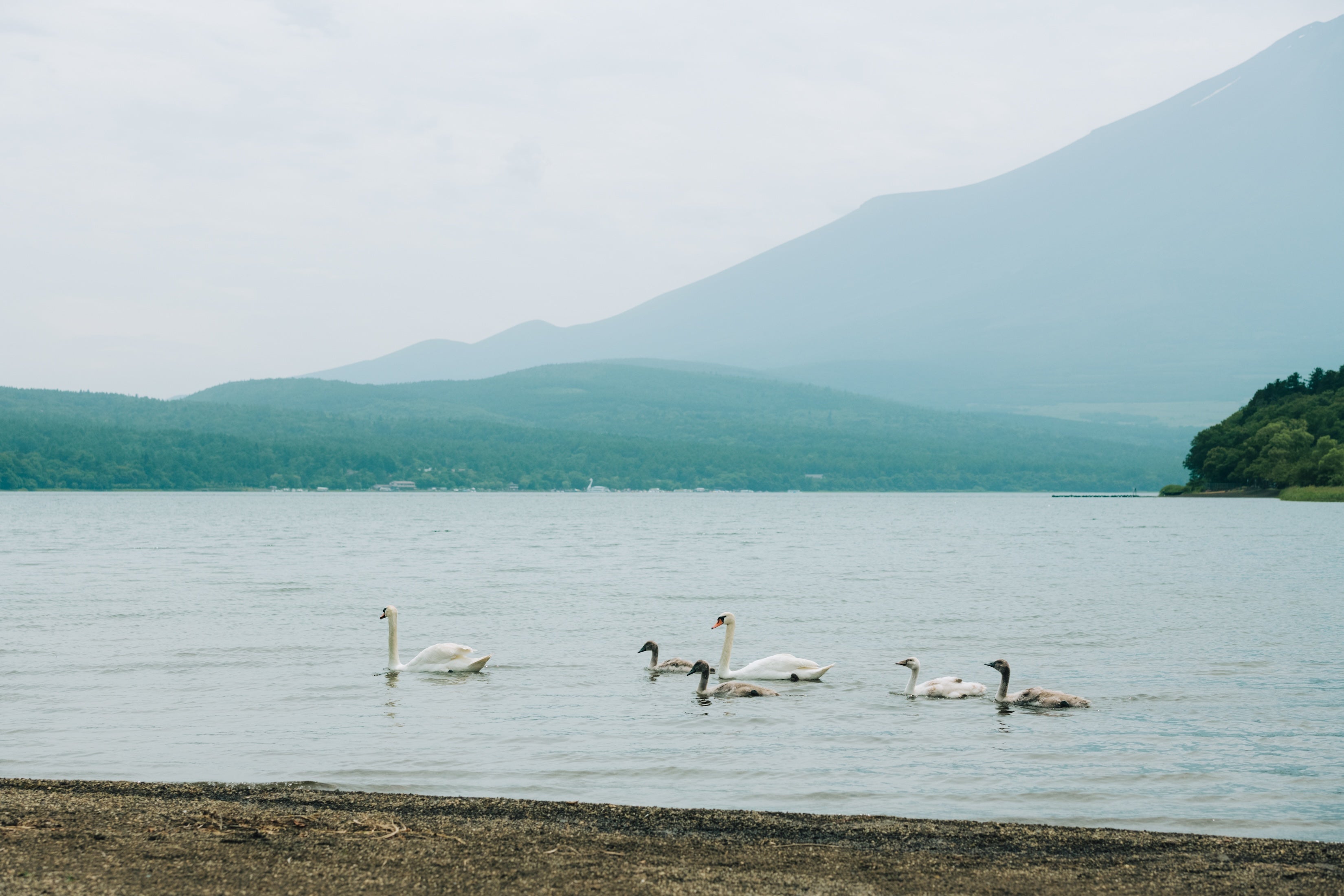 The Lodge Yamanakako by n'estate