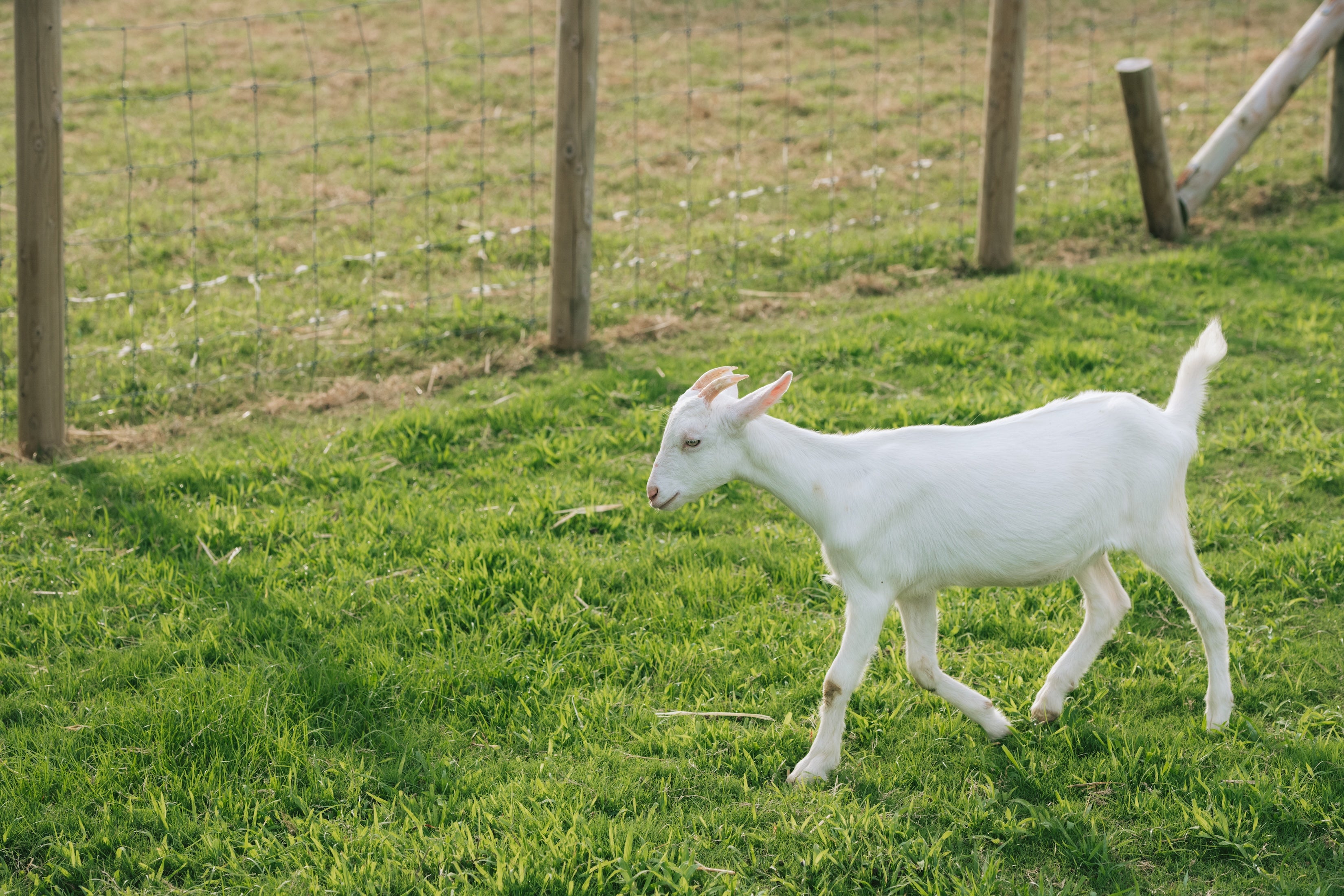 Colorit GOTO ISLANDS カラリト五島列島