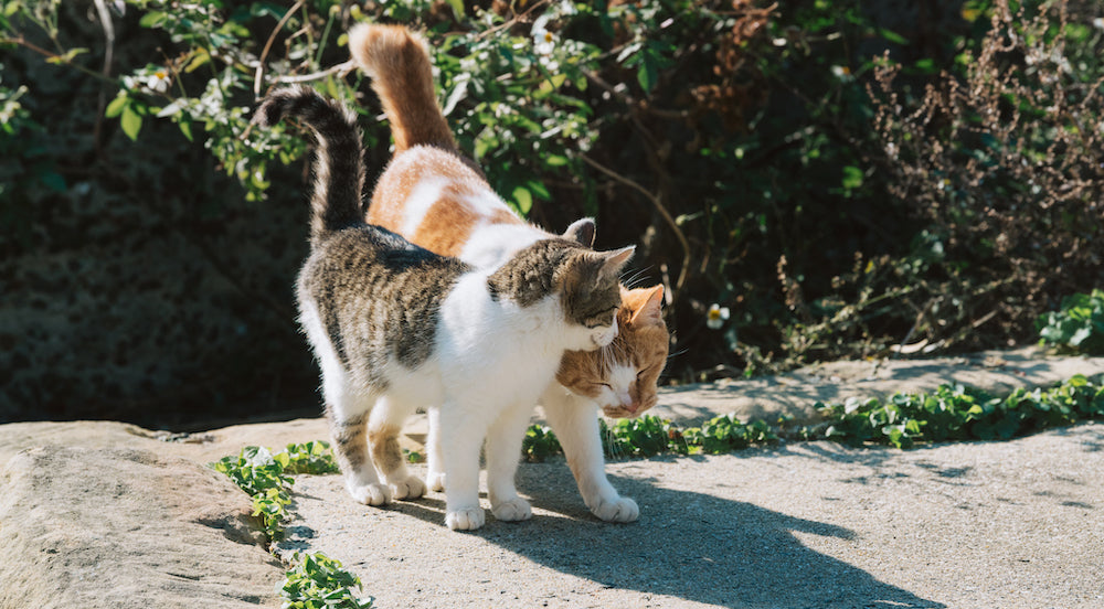 Calorit GOTO ISLANDS 長崎県五島市
